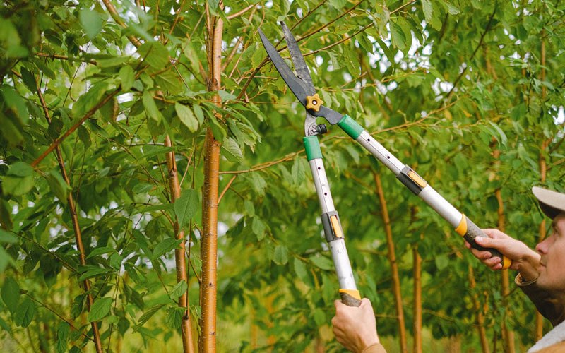 Tree trimming in Hardenville, MO